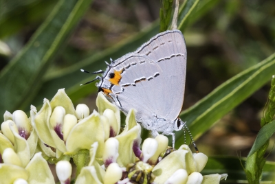 Grey Hairstreak 2023